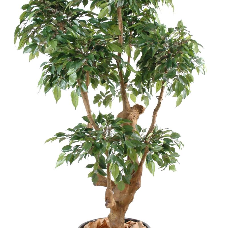 Ficus Artificiel Natasja 5 Tetes