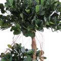 Ficus Artificiel Panda NEW