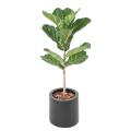 Lyrata Artificiel