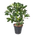 Pittosporum Artificiel Plant 38