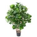 Clusia Artificiel Buisson