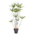 Papyrus Artificiel Alternifolius