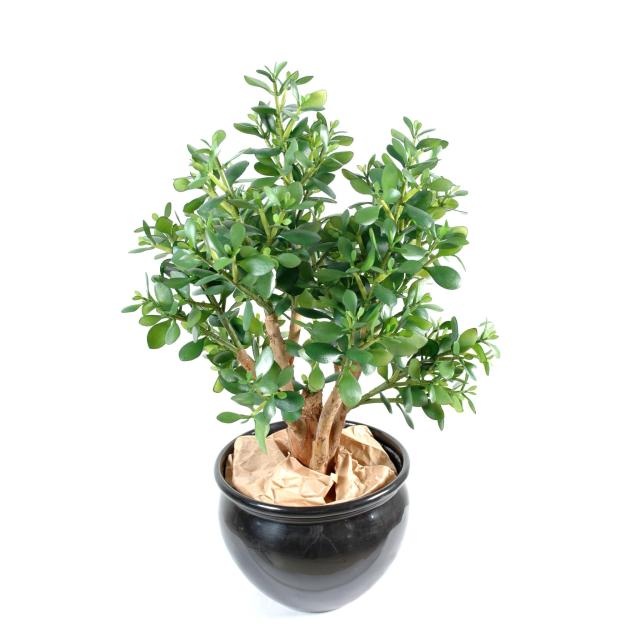 Crassula Artificiel Large