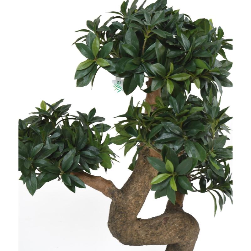Bonsai Euonymus Japonicus Ficus Artificiel