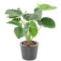 Alocasia Artificiel Calidora