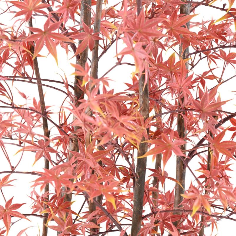 Aralia Artificiel PE 180 UV (erable)