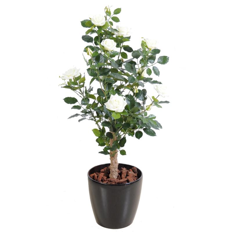 Rosier Artificiel Royal