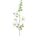 Clematite Artificielle 107