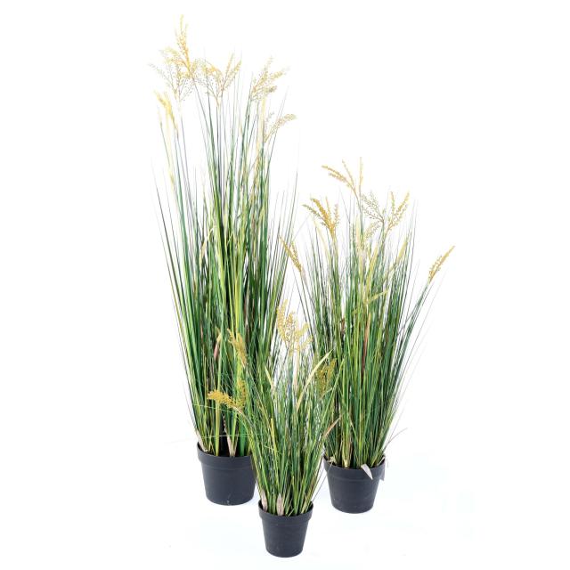 Papyrus Artificiel Scirpus Validus