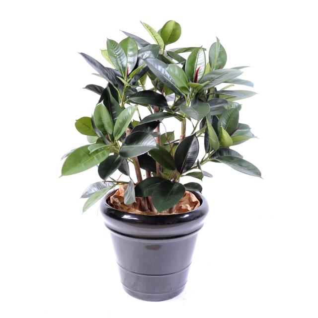 Ficus Artificiel Elastica Buisson (rubber Plant Multitree)