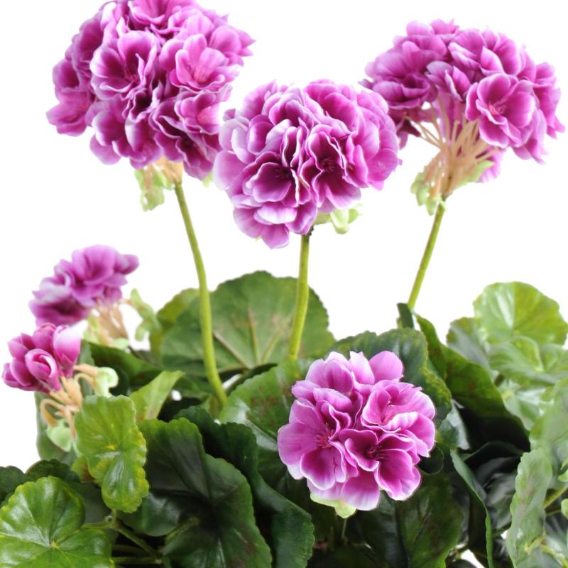 Geranium Artificiel *52