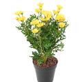 Marguerite Artificielle Anthemis *120*30