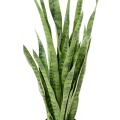 Sansevieria Artificiel 85