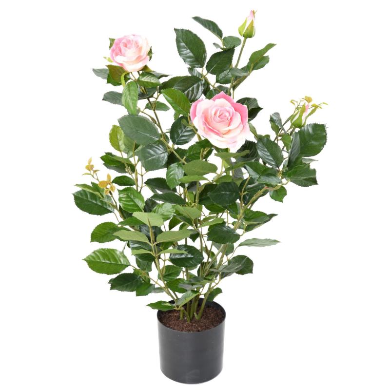 Rosier Artificiel Royal