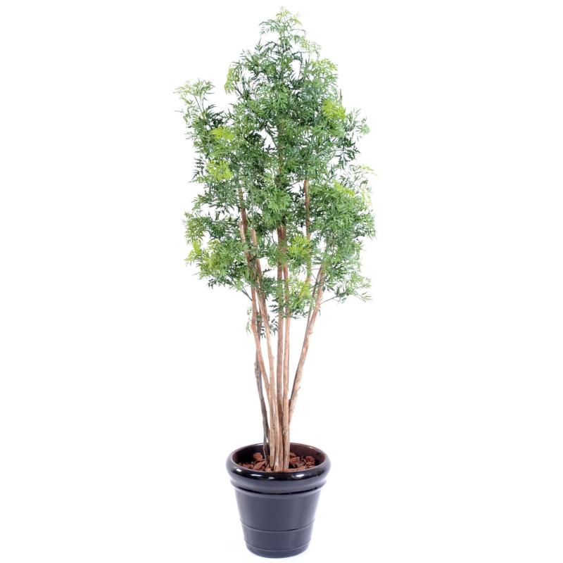 Aralia Artificiel Ming Nitida