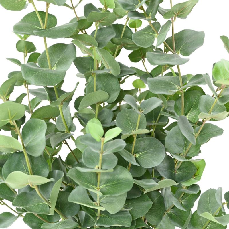 Eucalyptus Artificiel Gunnii Tige