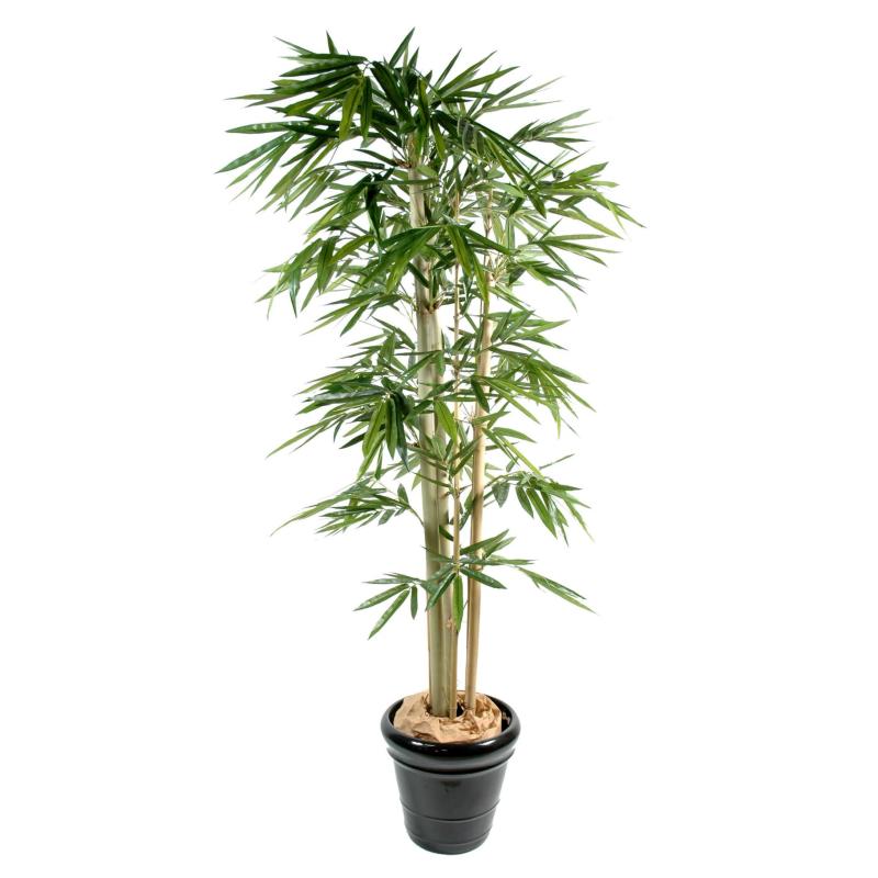 Bambou Feuilles Larges