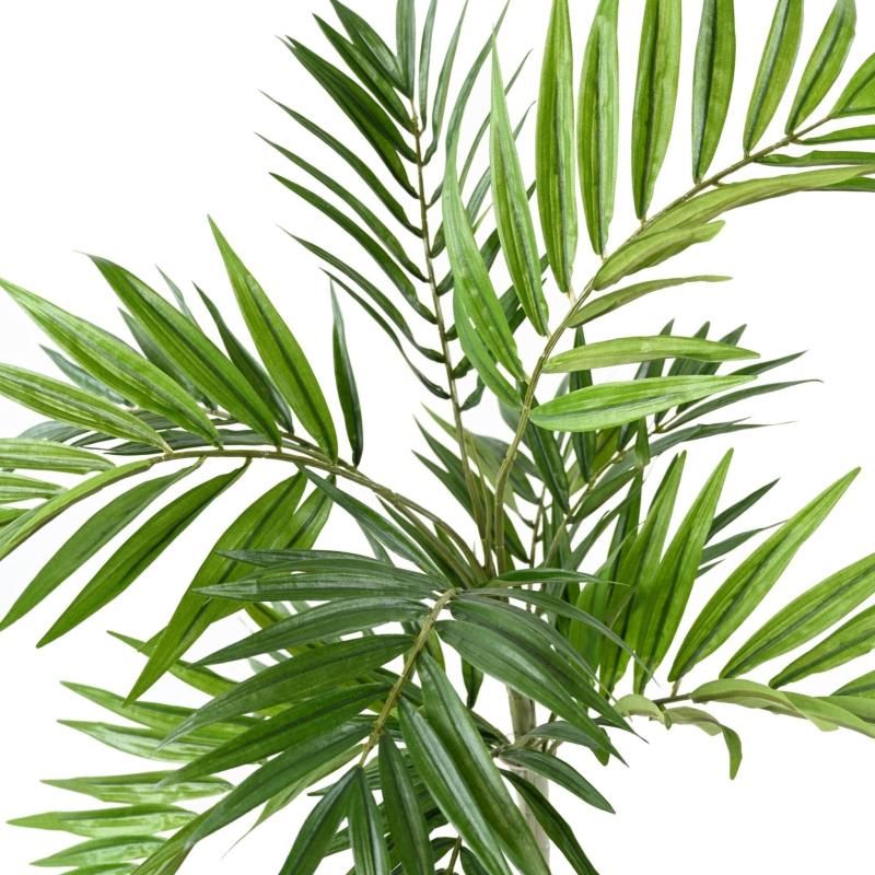 Chamaeodorea Artificiel *196