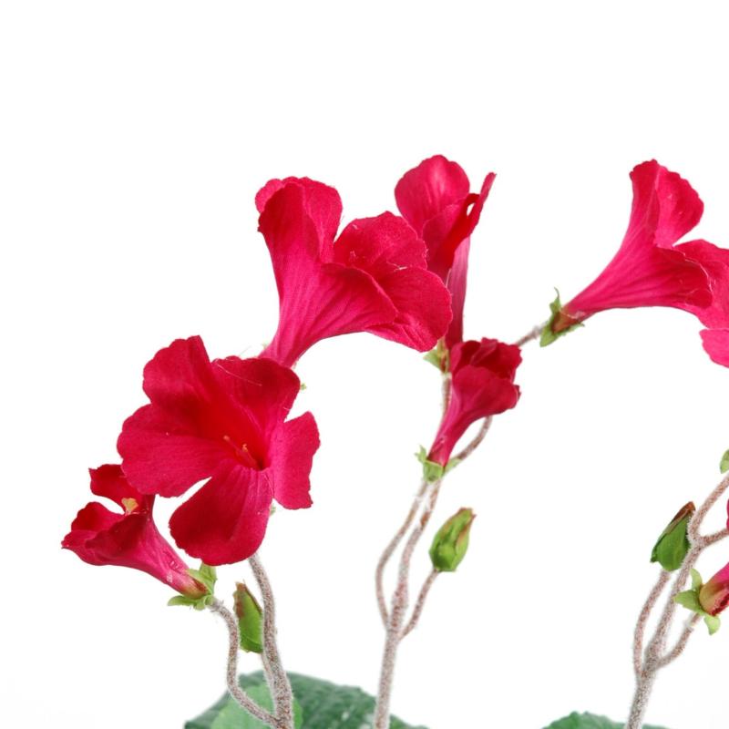 Streptocarpus Artificiel