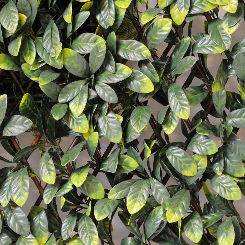 Charme Palissade Grandes Feuilles