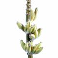 Banane Artificielle Regime Fleur