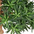 Podocarpus Artificiel Nuage