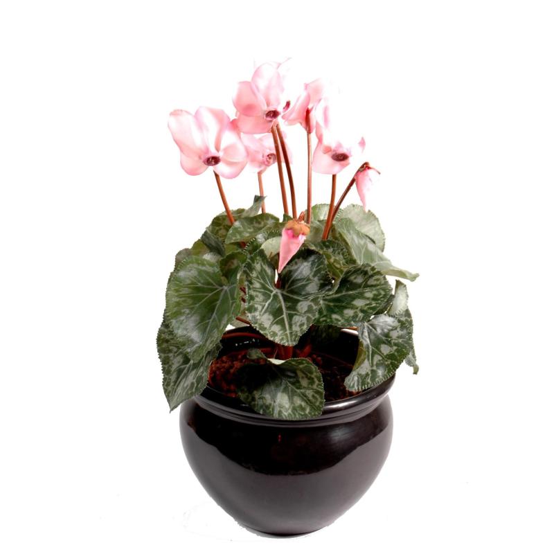 Cyclamen Artificiel *8