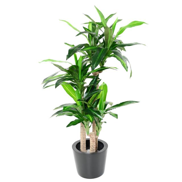 Dracaena Artificiel Fragrans Troncs Artificiels