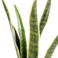 Sansevieria Artificiel Piquet MM