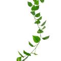 Pothos Artificiel Guirlande UV Resistant