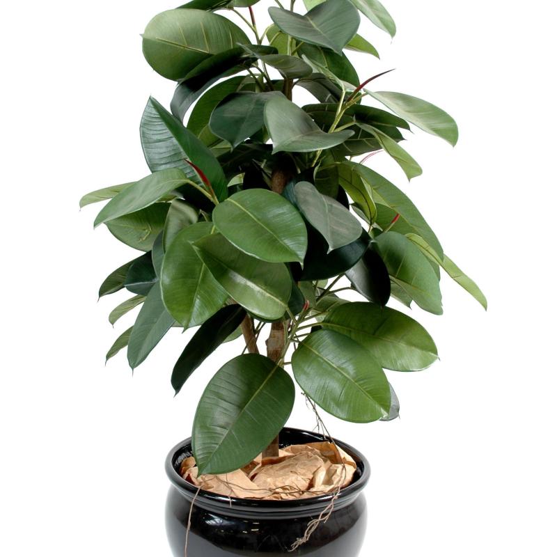 Ficus Artificiel Elastica (rubber Plant Tree)