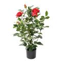Rosier Artificiel Royal