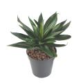 Agave Artificielle 36