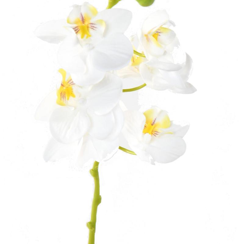 Phalaenopsis Artificielle