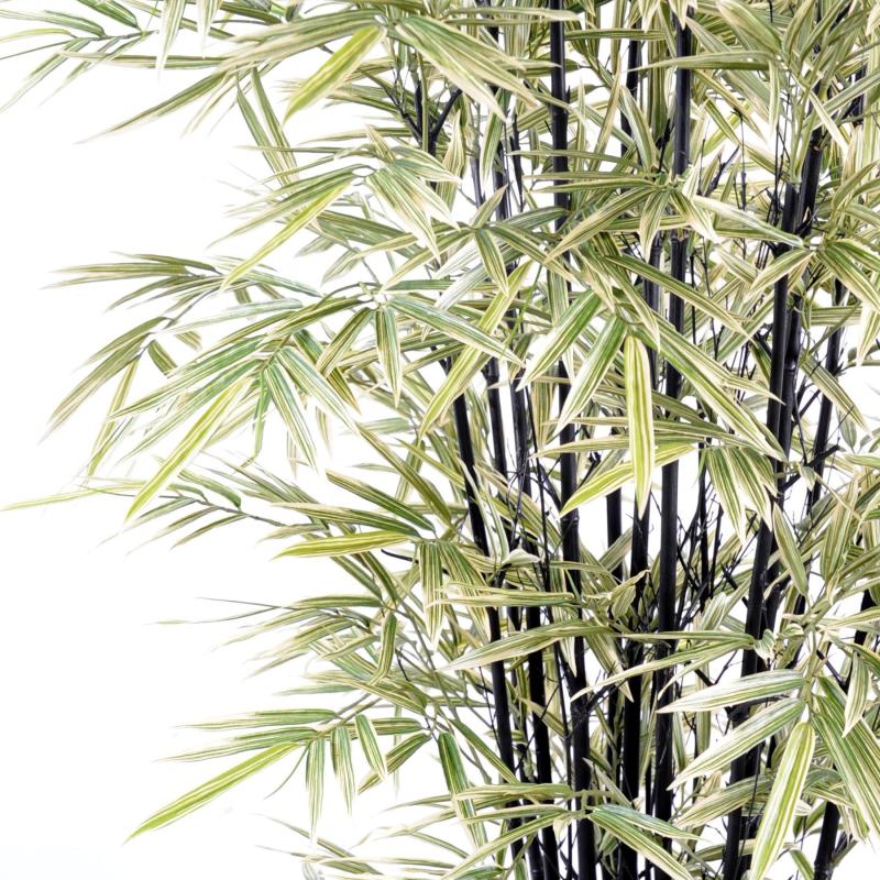 Bambou Black Shiroshima Large
