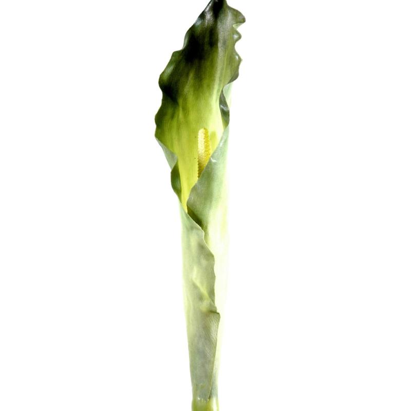Arome Artificiel XL (arum)