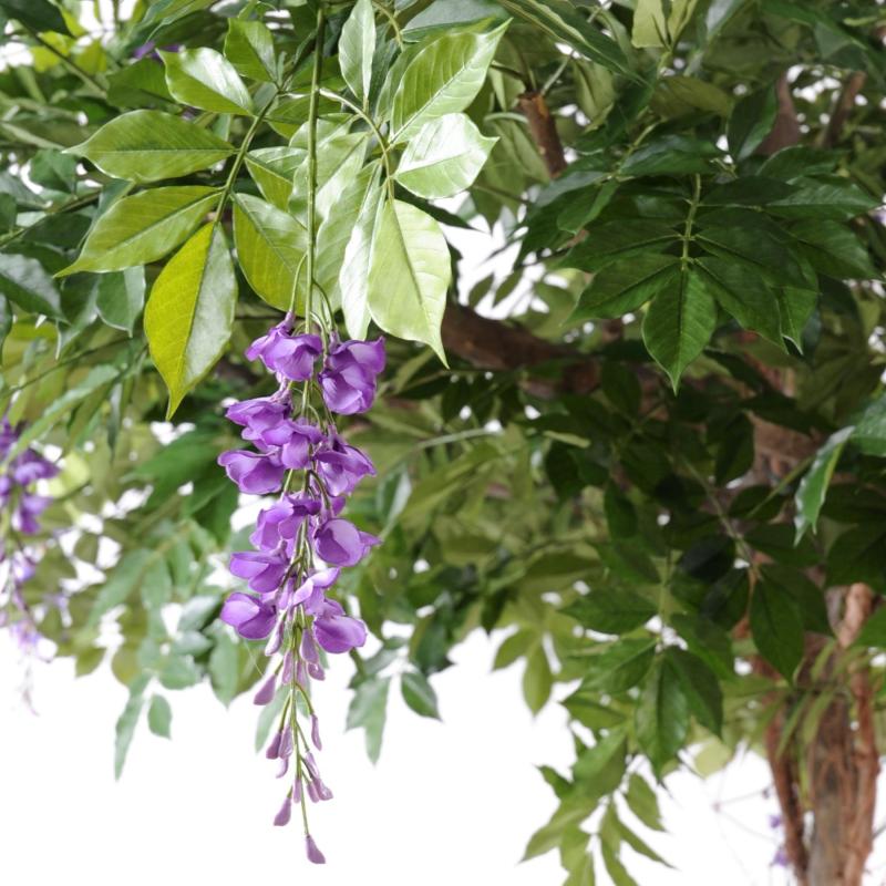 Glycine Artificielle Round