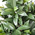 Laurier Nobilis Artificiel NEW Double Boule 140 UV