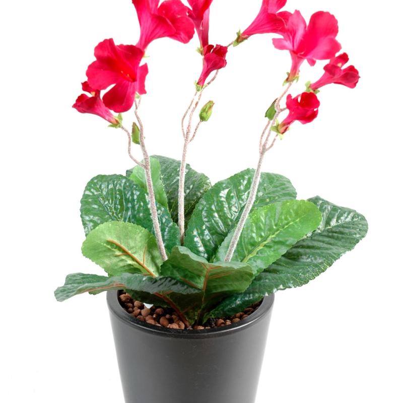 Streptocarpus Artificiel