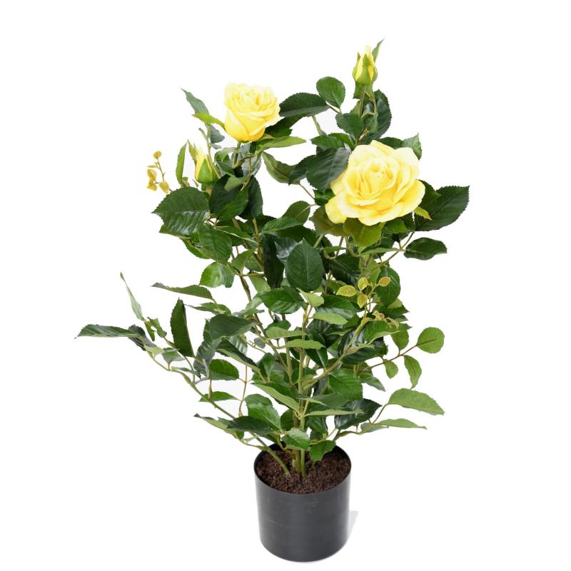 Rosier Artificiel Royal