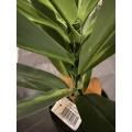Dracaena Artificiel Large