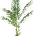 Areca Artificiel 160cm
