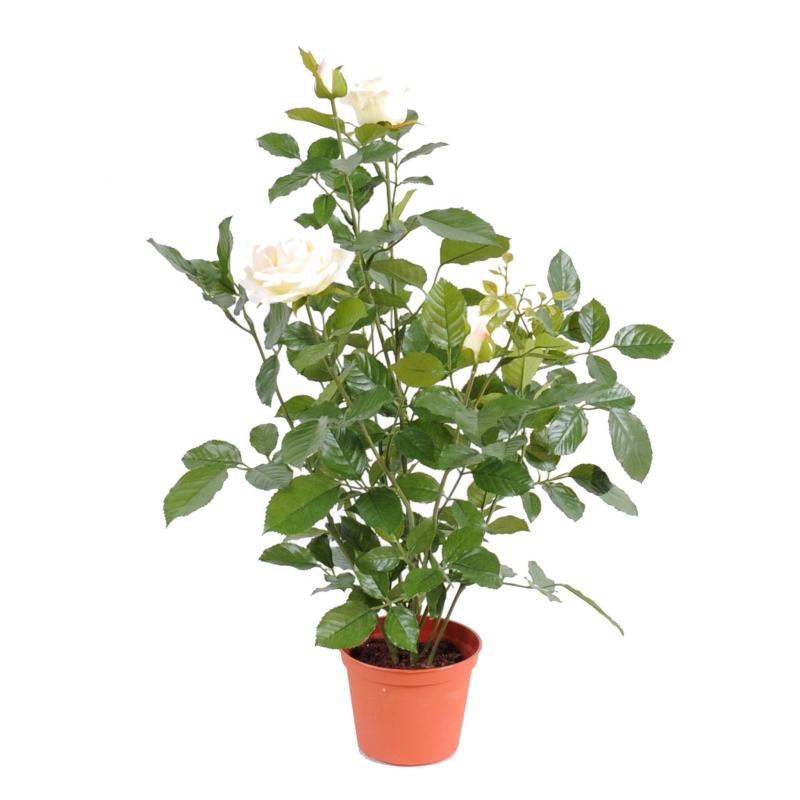 Rosier Artificiel Royal
