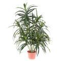 Dracaena Artificiel Anita Pot