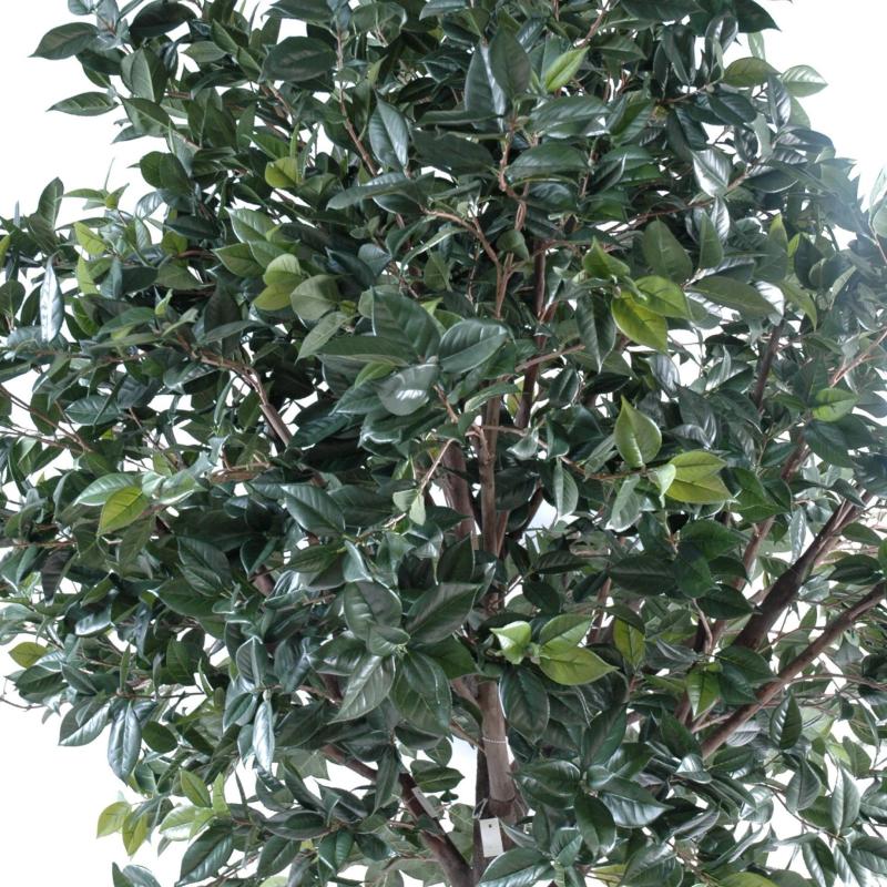 Fruitier Artificiel Platine (camelia Japonica Tree)