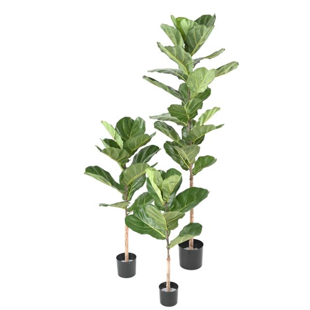Lyrata Artificiel