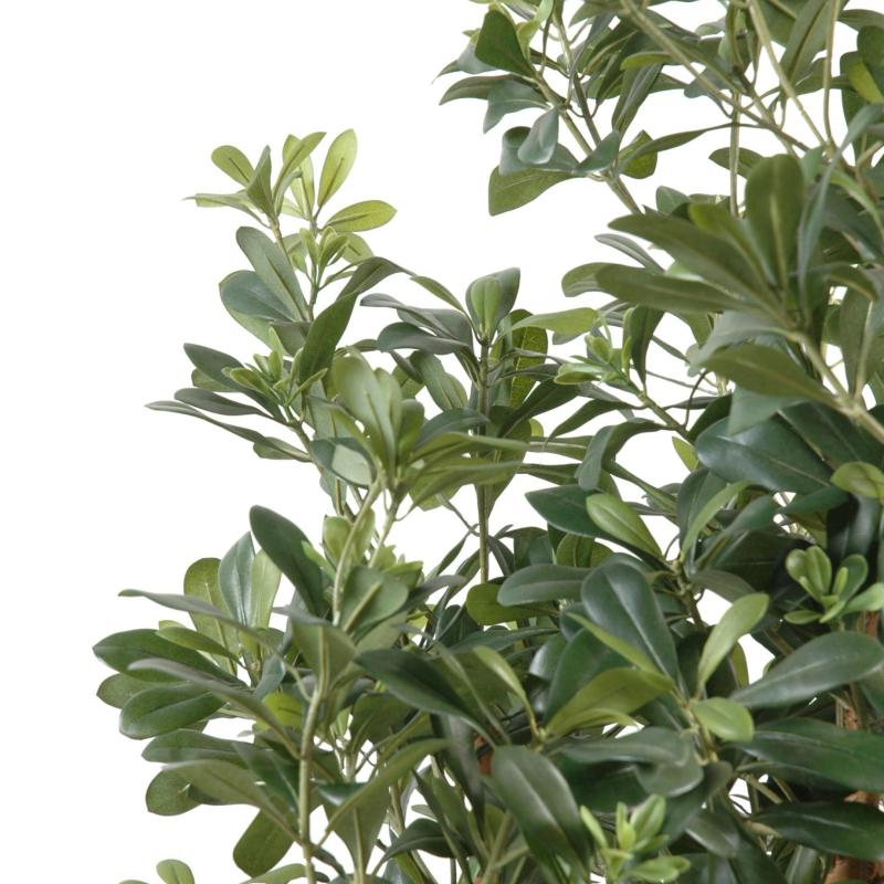 Pittosporum Artificiel