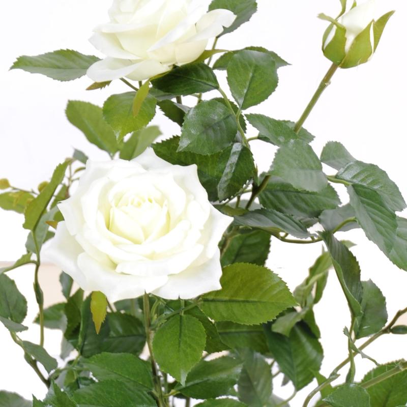 Rosier Artificiel Royal