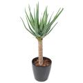 Aloevera Artificielle 125