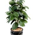 Ficus Artificiel Elastica (rubber Plant Tree)